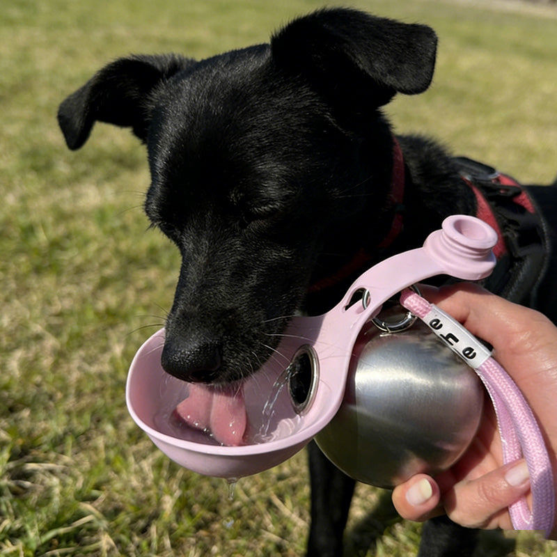 The Only Bottle Your Dog Needs